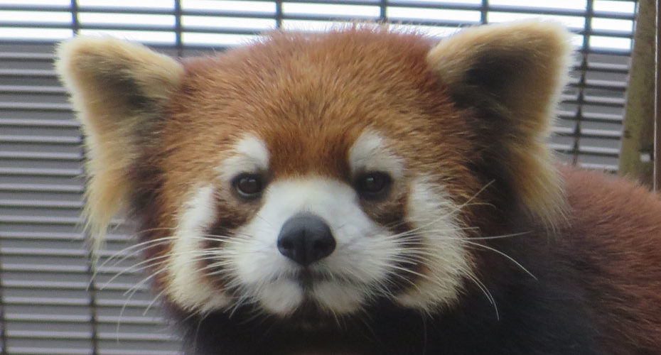 レッサーパンダ　red panda　桐生が岡動物園　Kiryu zoo