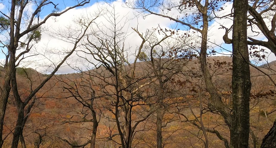 秋　fall autumn 　紅葉　前橋　英会話教室　コーンウォール・イングリッシュ Cornwall English