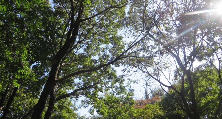 It's a beautiful day! いいお天気　前橋　英会話教室　コーンウォール・イングリッシュ Cornwall English