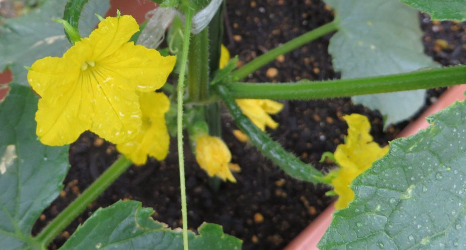 群馬県前橋市　英会話教室　コーンウォール・イングリッシュ　Cornwall English　役立つ英会話　rainy season　梅雨