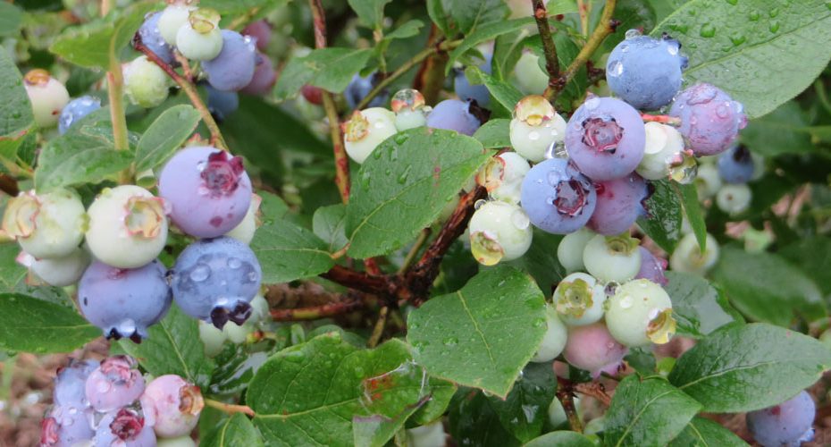 群馬県前橋市　英会話教室　コーンウォール・イングリッシュ　Cornwall English　役立つ英会話 　blueberries ブルーベリー