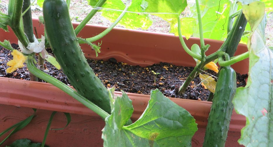 cucumbers in the rainy season