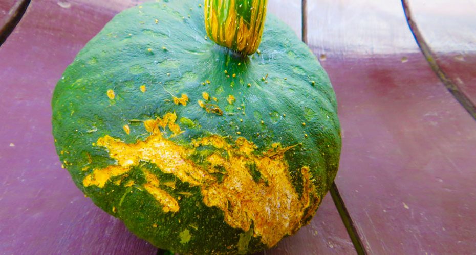 scarred pumpkin