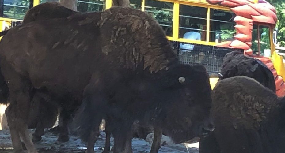 buffalo in safari park