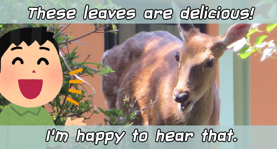 deer シカ　These leaves are delicious! I'm happy to hear that. 前橋　英会話教室　Cornwall English コーンウォール・イングリッシュ　使える英会話表現　オンラインレッスン