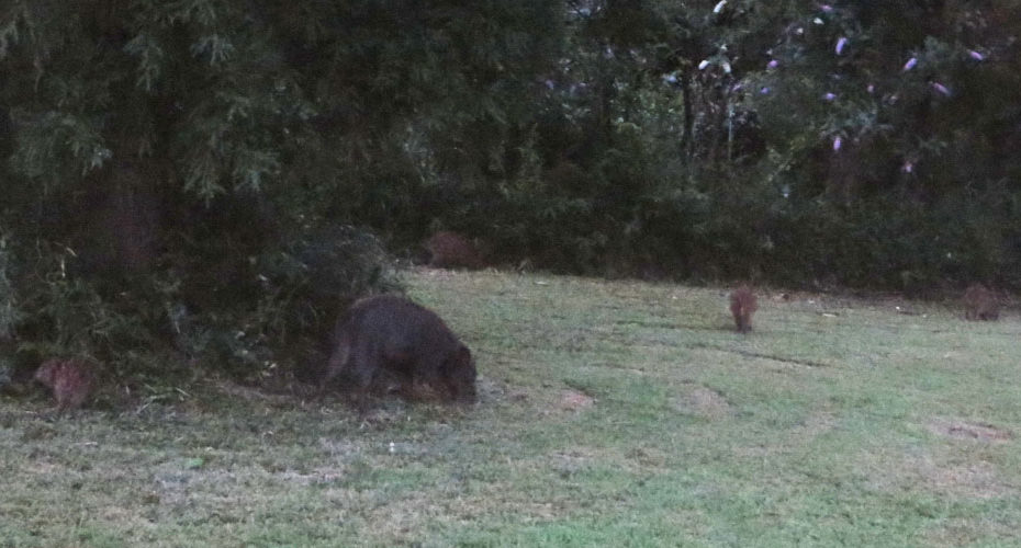 It's not a mole!　モグラ　 It's a wild boar!　イノシシ　前橋　英会話教室　Cornwall English コーンウォール・イングリッシュ　使える英会話表現　朝活　猪突猛進