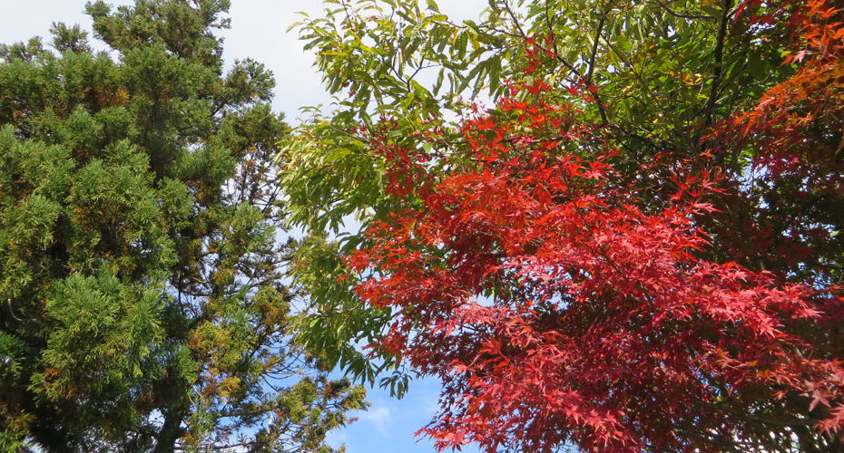 高校入試対策　英検1級　合格率100％　群馬県　前橋市　渋川市　吉岡町　伊勢崎市　太田市　TOEIC満点　英会話教室　みわ　Cornwall English　群馬県民の日　紅葉　予定ある？　ハロウィン　autumn leaves fall leaves モミジ　Japanese maple