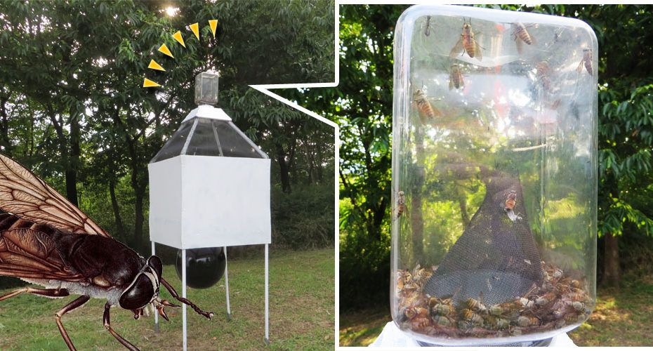 前橋　英会話教室　Cornwall English コーンウォール・イングリッシュ　使える英会話表現　夏の虫　蚊 mosquito　アブ　horsefly　ブヨ gnat　自然　アブ 罠