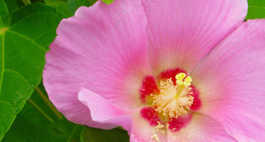 英検　1級　The EIKEN Test in Practical English Proficiency English Proficiency Test 前橋　英会話教室　Cornwall English コーンウォール・イングリッシュ Good luck