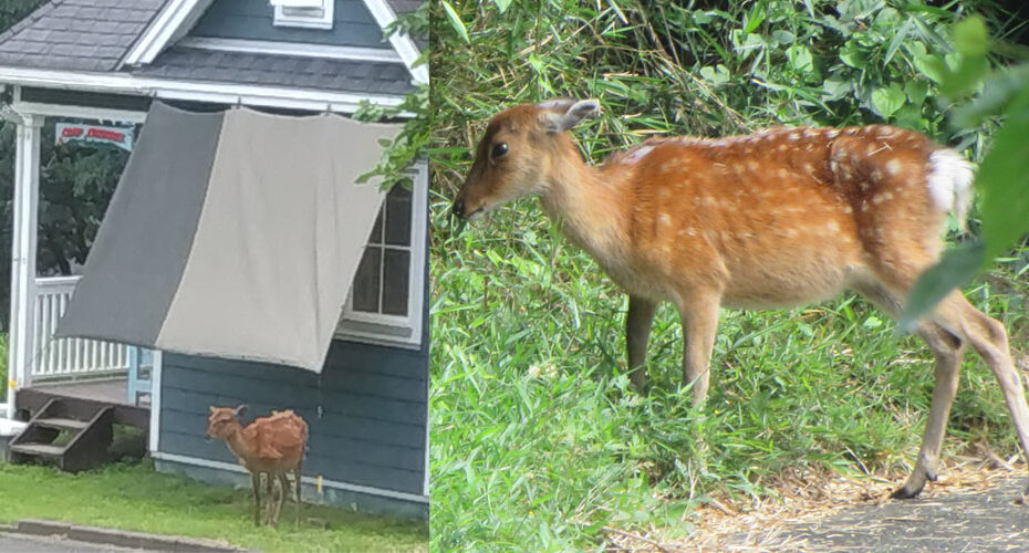 エリック先生　前橋　保安林　使える　英会話　やさしい英会話教室　コーンウォール・イングリッシュ　びっくり　驚き　Take care What a surprise! What a nice surprise! シカ