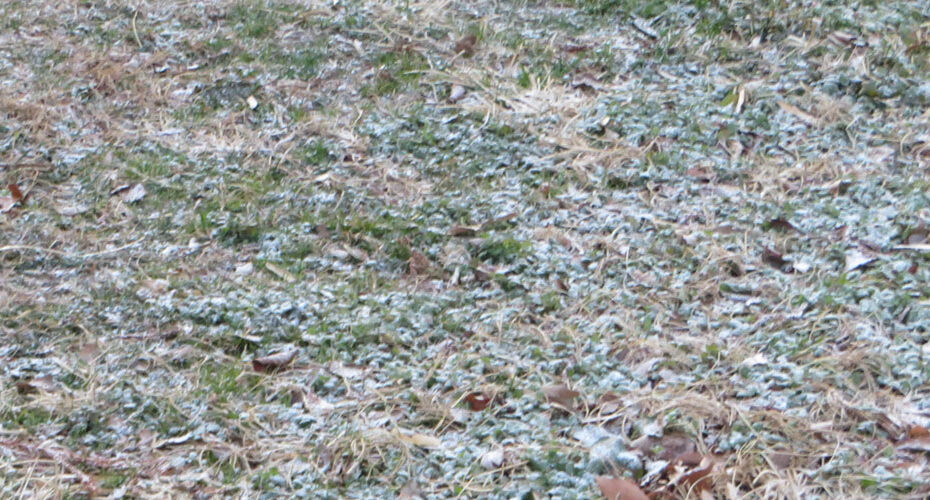 Merry Christmas! first snow It was just a light dusting. コーンウォール・イングリッシュ　前橋