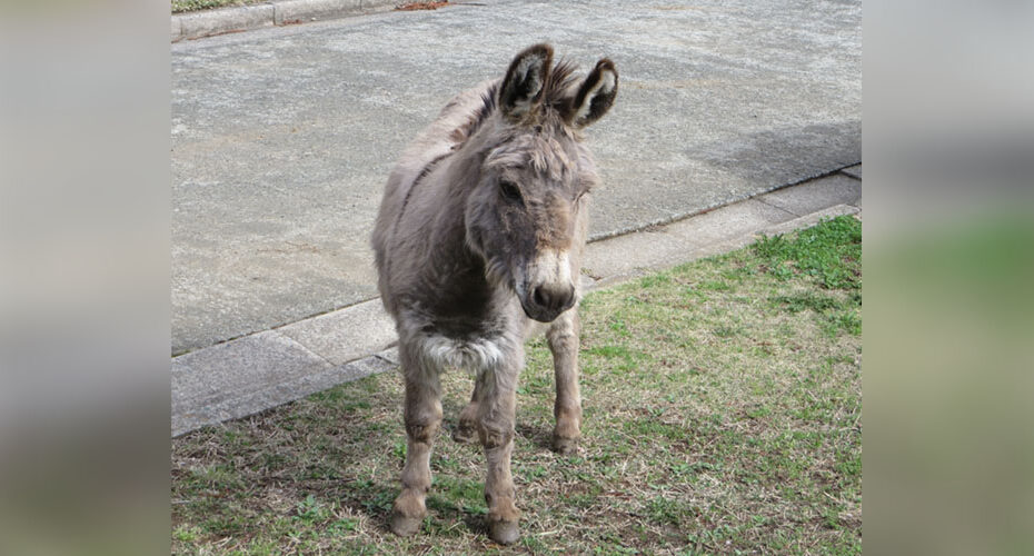 群馬県　前橋　英会話教室　英語　英検　1級　TOEIC満点　高校受験　コーンウォール・イングリッシュ　オンライン　教室　花粉症　エリック先生　　ロバ　There's a donkey in our yard. Miwa