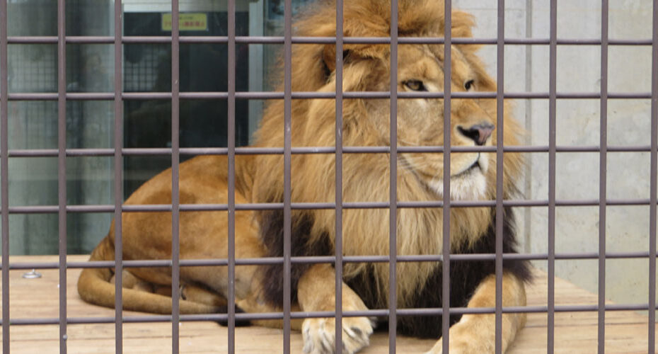 高校入試　英検　オンライン　群馬　前橋市　渋川市　吉岡町　伊勢崎市　太田　東京都　神奈川県　優しい　ネイティブ　英会話教室　コーンウォール・イングリッシュ　英検1級　TOEIC990満点　講師　Miwa　桐生市　桐生が岡動物園　What animal do you like? What's your favorite animal? penguin lion giraffe