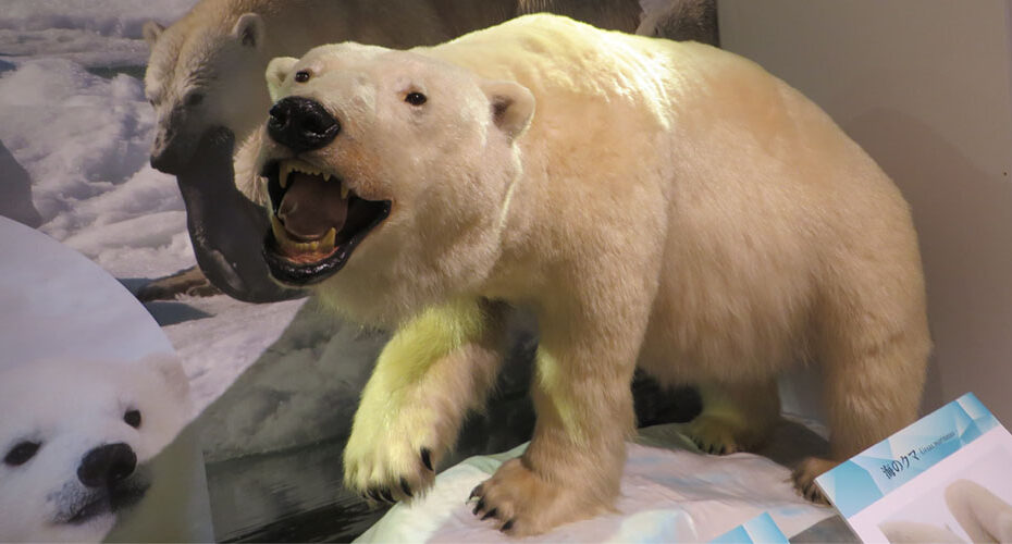 おススメ　高校入試対策　英検対策　群馬県　前橋市　渋川市　吉岡町　伊勢崎市　太田市　ネイティブ　英会話教室　コーンウォール・イングリッシュ　英検1級　TOEIC990満点　Miwa　群馬県立自然史博物館 　Gunma Museum of Natural History　北極と南極　企画展