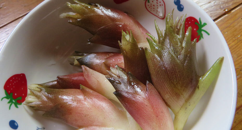 高校入試　英検　オンライン　群馬　前橋市　高崎市　渋川市　吉岡町　伊勢崎市　太田市　東京都　神奈川県　優しい　ネイティブ　英会話教室　コーンウォール・イングリッシュ　英検1級　TOEIC990満点　講師　Miwa　エリック　ハロウィン　myoga Japanese ginger daikon radish shiitake mushroom ダイコン　シイタケ