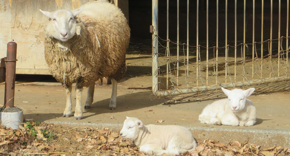 国内週末留学体験　高校入試　英検対策　群馬　前橋　高崎　渋川市　吉岡町　伊勢崎市　太田市　東京都　神奈川県　英語　英会話スクール　コーンウォール・イングリッシュ　英検1級　TOEIC990満点　Miwa　エリック　私立高校　面接対策　作文　大胡ぐりーんふらわー牧場　子羊 lamb メリーさんの羊 Mary had a little lamb