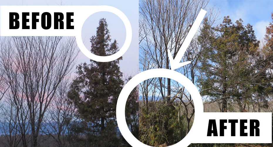 みわ　英検1級　群馬県前橋市　TOEIC満点　英会話スクール　英語塾　個別指導　Cornwall English　コーンウォール・イングリッシュ　オンライン　高校入試　受験　英会話　中学生　合格100％　縁起がいい　ラッキー　奇跡　風が強い　木が折れた　英語で　大人の学び直し　人気　a tree broke